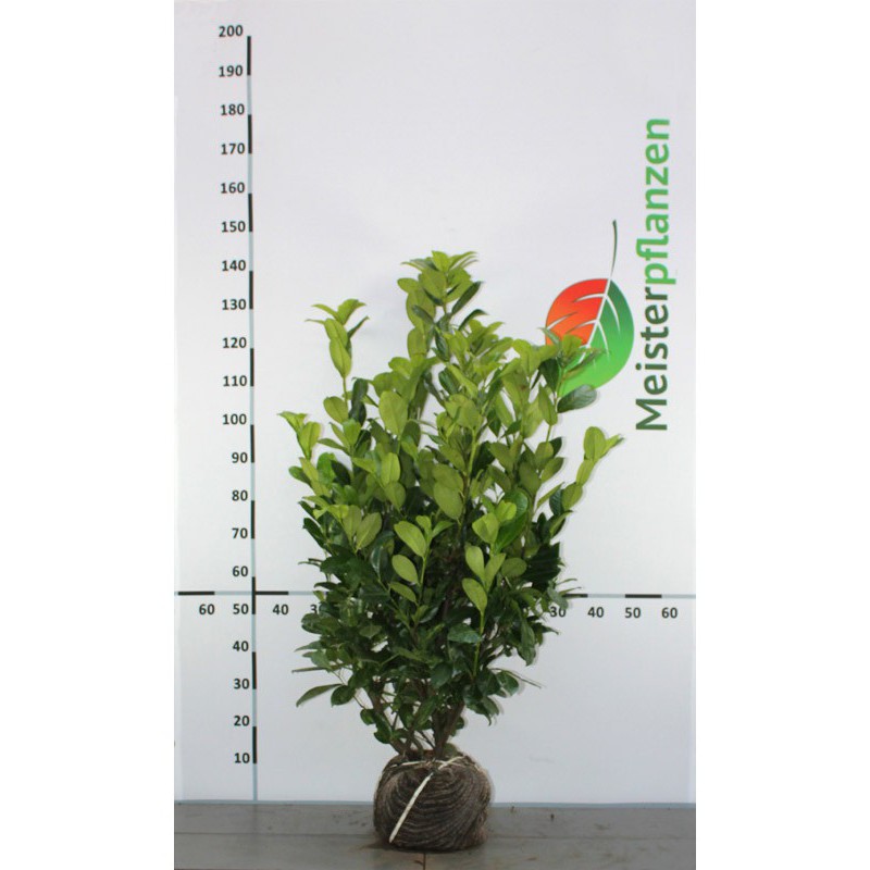 Laurier Rotundifolia 175/200 cm