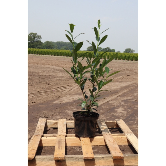 Laurier Prunus Caucasica 60-80 cm in Pot | Haagplant | Gardline